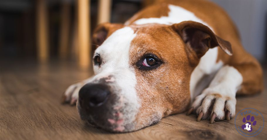 Köpeğinize yardım edin