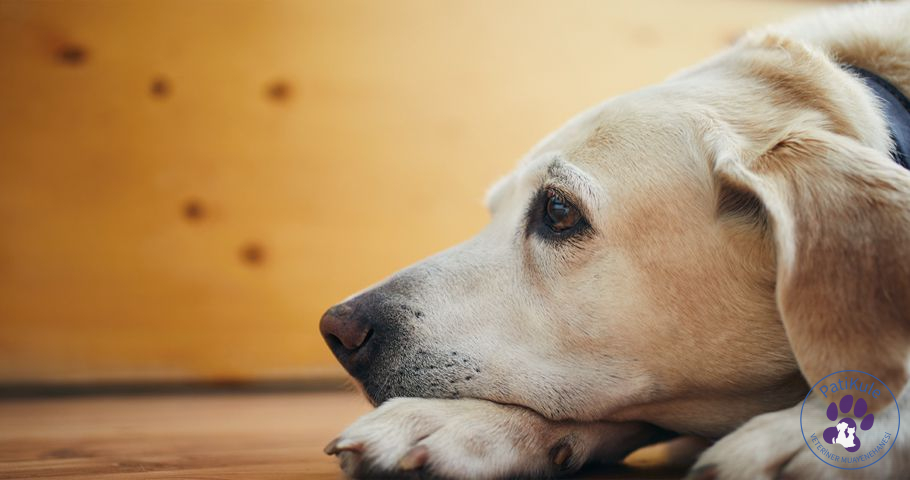Köpeklerde Yaşlanma Nasıl Anlaşılır?