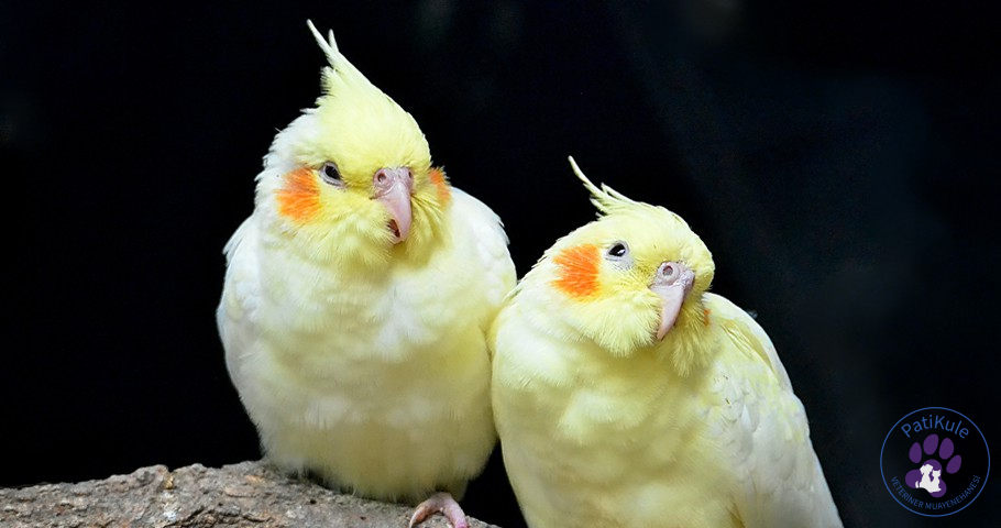 Sultan Papağanı Bakımı Sultan Papağanı Bakımı Nasıl Yapılır?