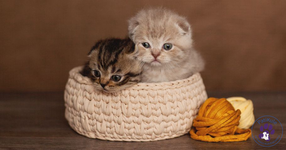 Yavru Kedi Oyun Oynarken Nasıl Güvende Tutulur? Yavru Kedi Oyun Oynarken Nasıl Güvende Tutulur?