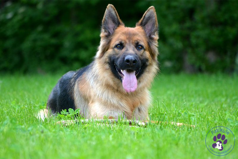 En Çok Sevilen Köpek Cinsleri Alman Kurdu