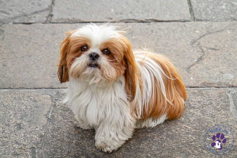 En Çok Sevilen Köpek Cinsleri Shih Tzu