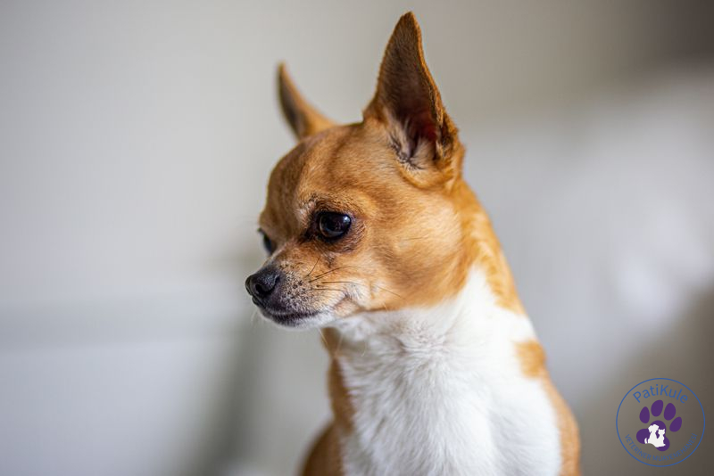 En Çok Sevilen Köpek Cinsleri Chihuahua