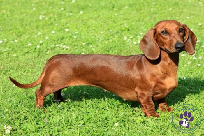 En Çok Sevilen Köpek Cinsleri Dakhund