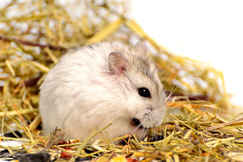 Yavru Hamster