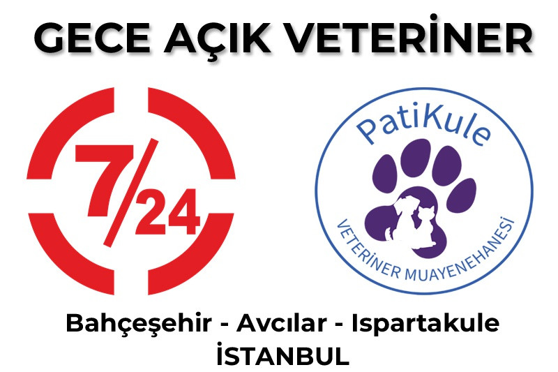 24 Saat Açık Veteriner İstanbul Avcılar Gece Açık Veteriner - Bahçeşehir Gece Açık Veteriner - Ispartakule Gece Açık Veteriner