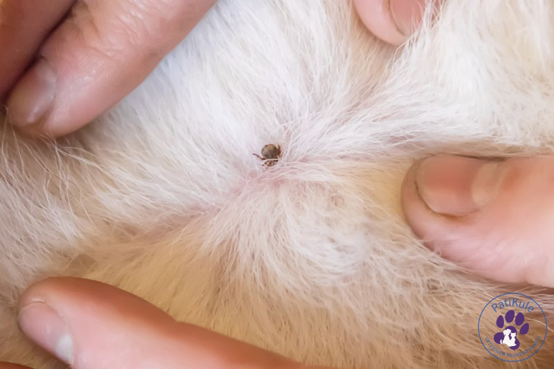 Kedi İç Parazit Hapı Kedi İç Parazit Hapı