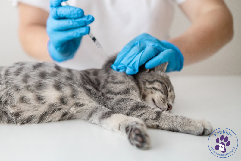 Kedi İç Parazit Hapı Parazit İğnesi