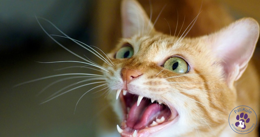 Kedi Miyavlaması Miyavlamayı Çözmek
