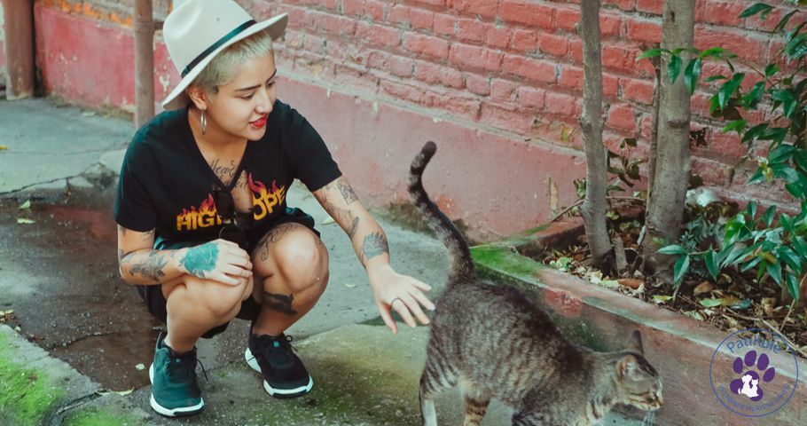 Kediler Adet Olur mu? Kızgın Kedi