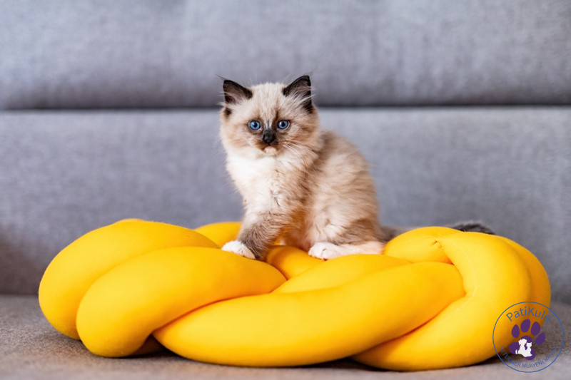 Kediler Kusarsa Ne Olur? Kedi