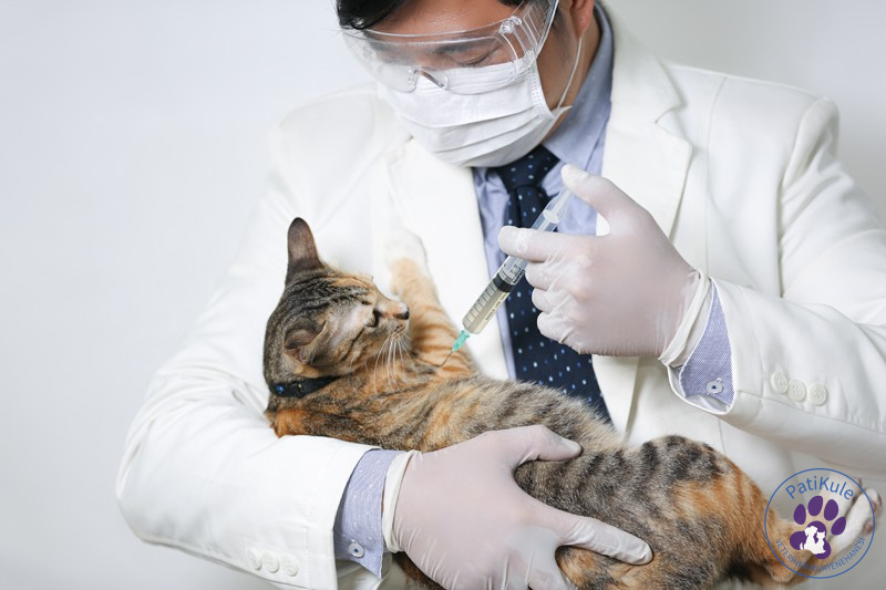 Kedilerde Aşı Sıralaması Aşı Takvimi