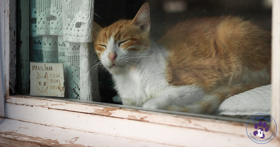 Kedilerde Halsizlik İştahsızlık Kedilerde Halsizlik İştahsızlık