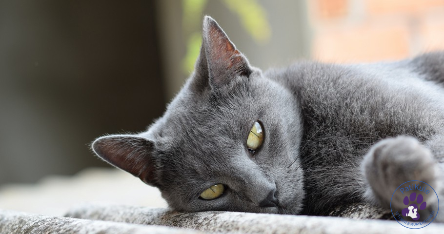 Kedilerde Halsizlik İştahsızlık Kedilerde Halsizlik İştahsızlık