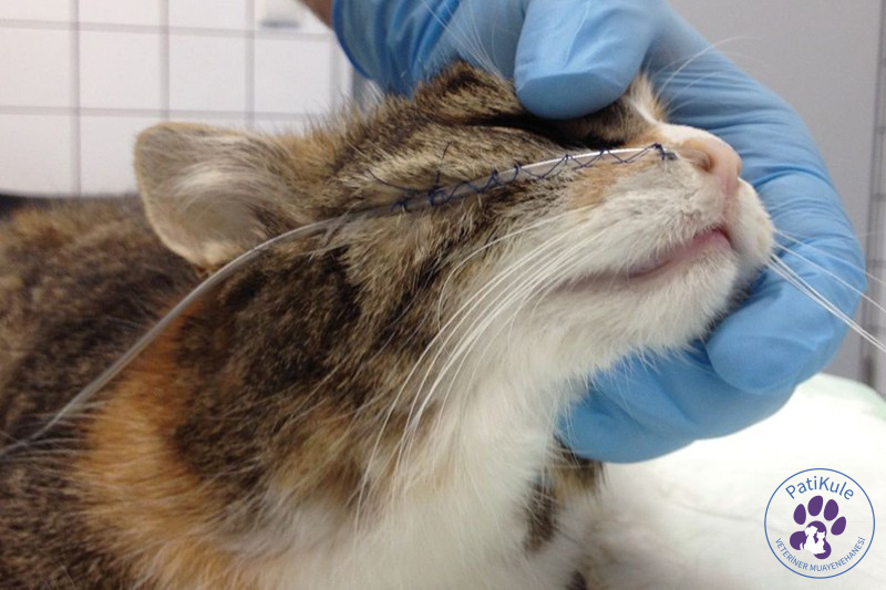 Kedilerde İç Kanama Anlama Yöntemleri Kedi Check-up