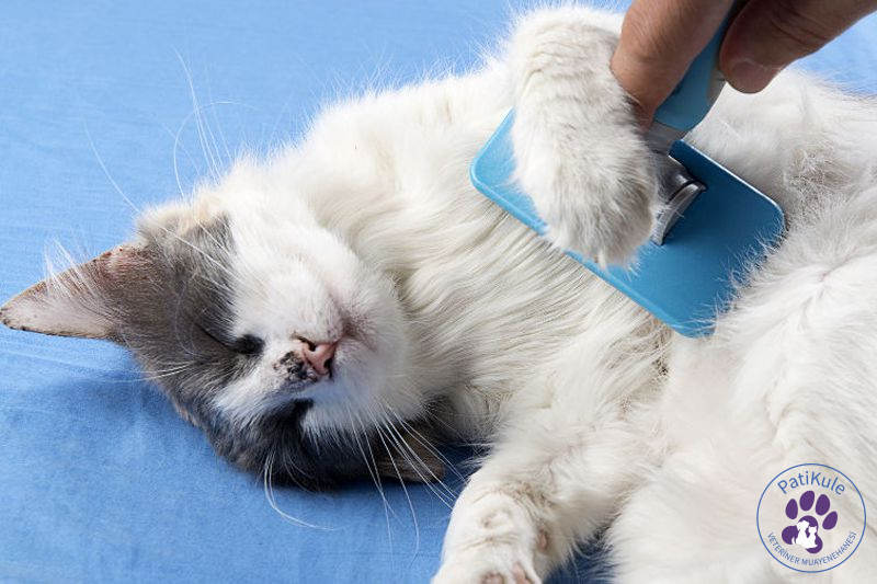 Kedilerde Tüy Bakımı Nasıl Olmalı? Tüy Bakımı