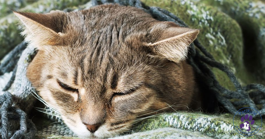 Kedim Kusuyor Kedim Kusuyor