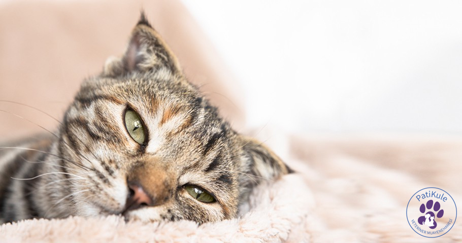 Kedim Kusuyor Kedilerde Kusma ve Halsizlik