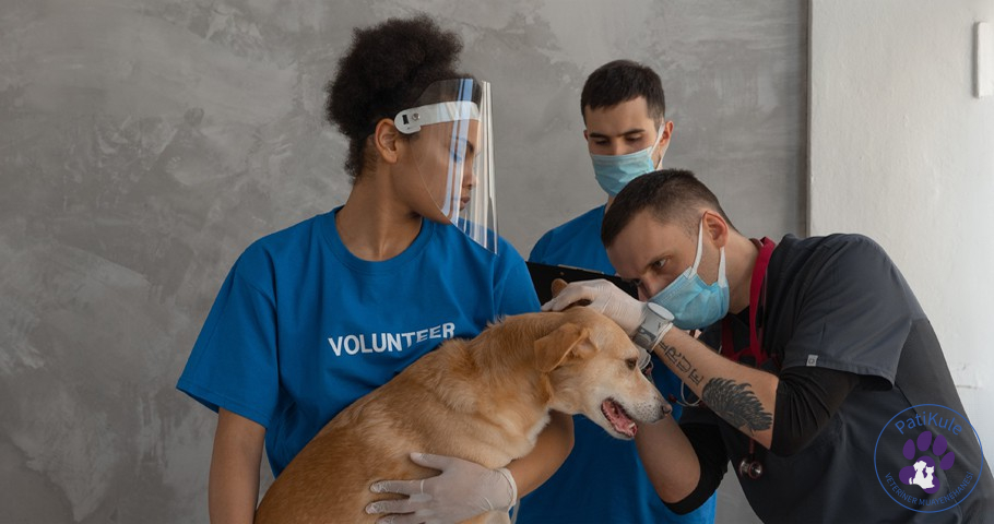 Köpeklerde Ateş Nasıl Anlaşılır?