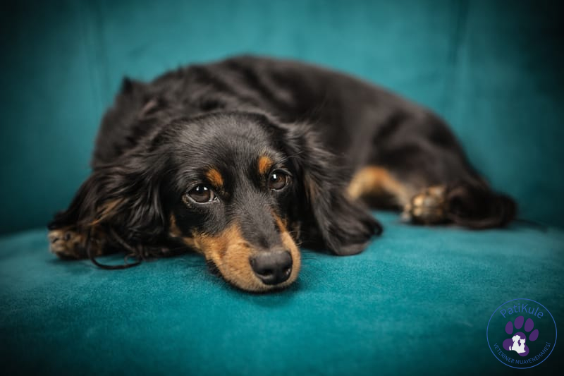 Köpeklerde Pati Bakımı Nasıl Olmalı? Pati Bakımı