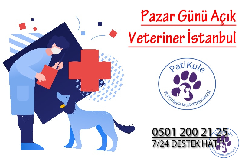 Pazar Günü Açık Veteriner İstanbul