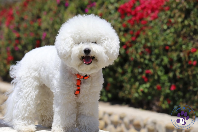Apartmanda Evde Beslenebilecek Köpekler Bichon Frise