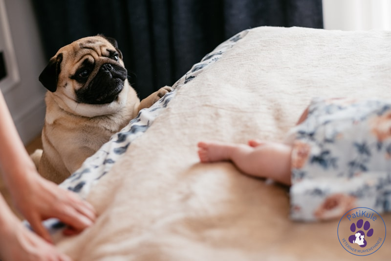 Apartmanda Evde Beslenebilecek Köpekler Pug