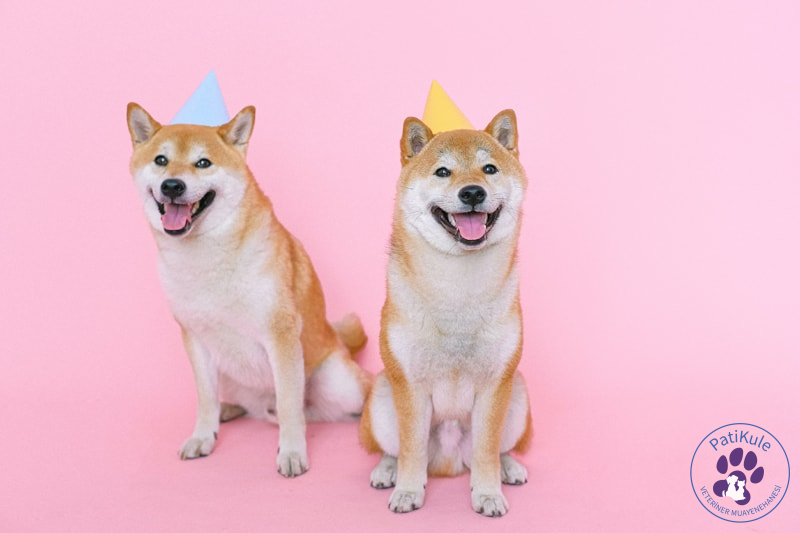 Apartmanda Evde Beslenebilecek Köpekler Shiba