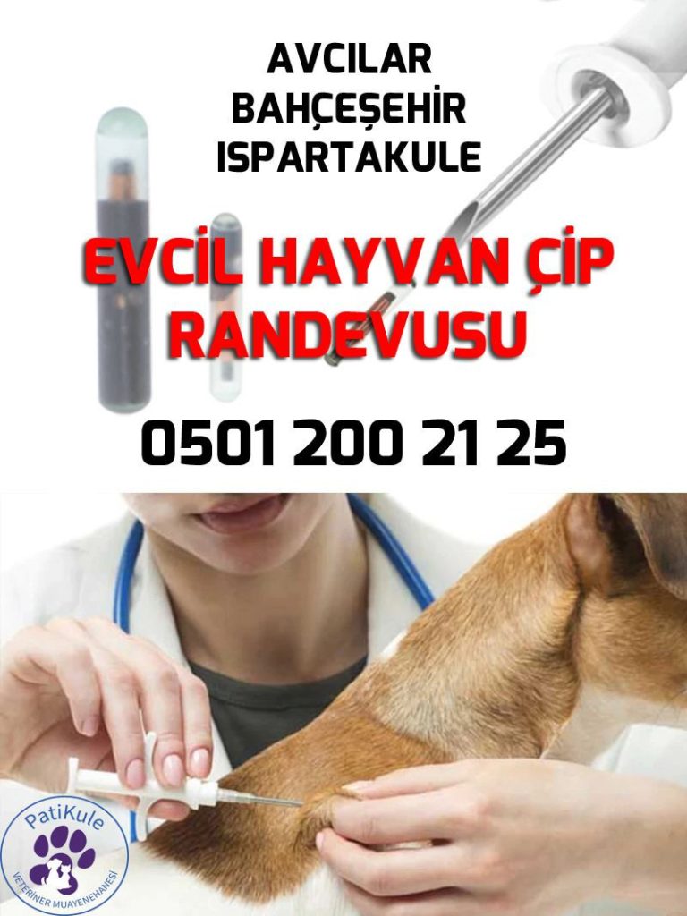 Evcil Hayvan Çip Randevusu PatiKule Veteriner Kliniği