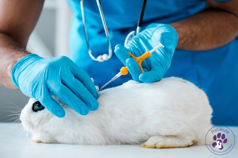 Kedi Mikroçip - Köpek Mikroçip - Tavşan Mikroçip