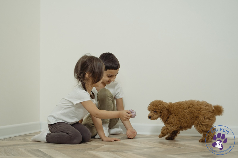 Çocukların Evcil Hayvanlarla Büyümesinin Gelişimlerine Etkisi