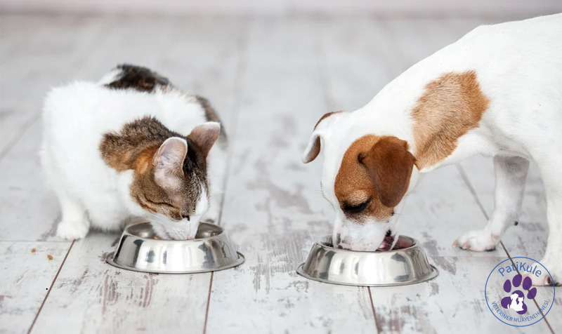 Kedi ve Köpek Mamalarında Taurin