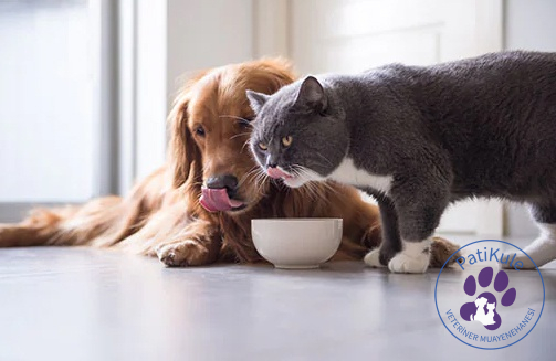 Köpek Maması Yiyen Kedi