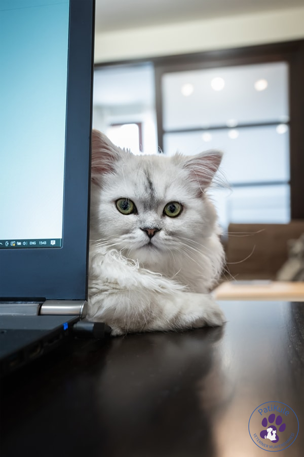 Kediler Nelerden Korkar?