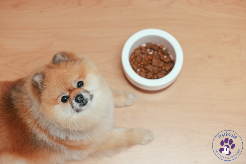 Köpeklerde Mama Değişimi Nasıl Olmalı? Köpeğim Mama Yemiyor