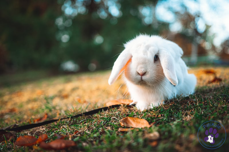Aslanbaş Tavşan - Lionhead Rabbit
