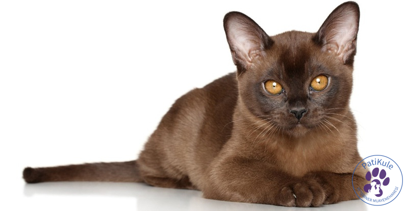 Burmese Kedisi