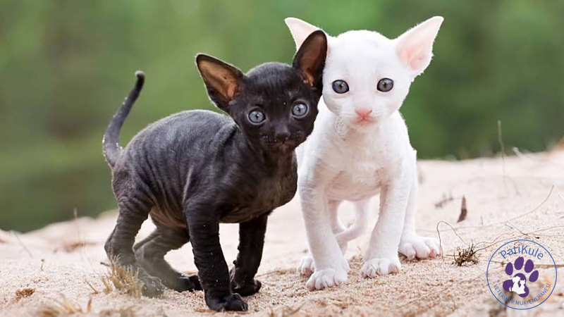Cornish Rex Kedisi