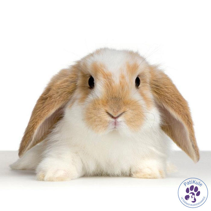 Fransız Lop Tavşanı - France Lop Rabbit