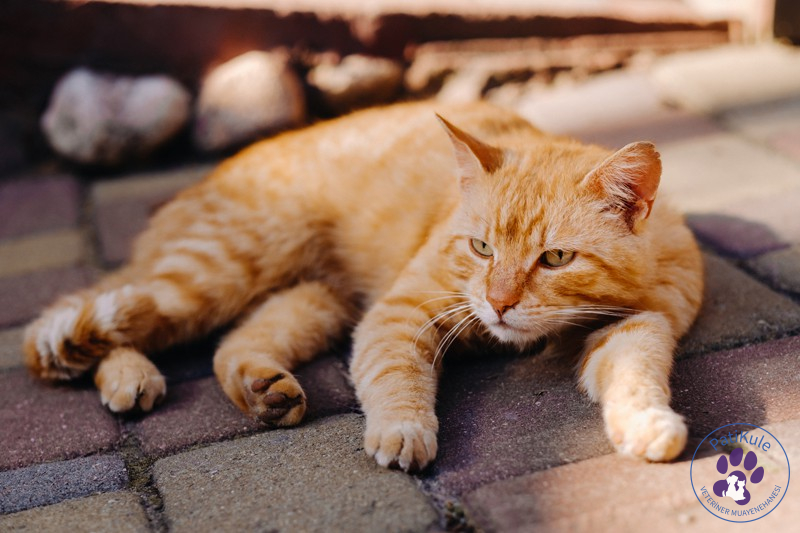 Kusan Hasta Kedi Belirtileri