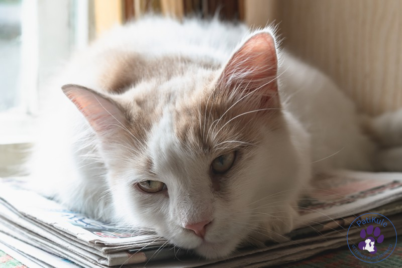 Kedinizi İyi Tanıyın, Rahatsızlıklarını Tespit Edin