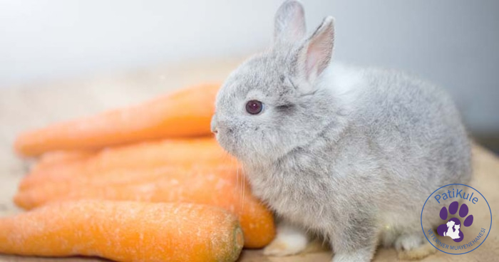 Hollanda Cüce Tavşanı - Netherland Dwarf rabbit