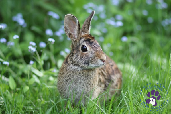 İngiliz Tavşanı - British Rabbit