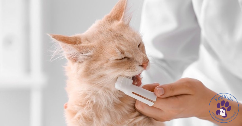 Kedilerde Diş Temizliği