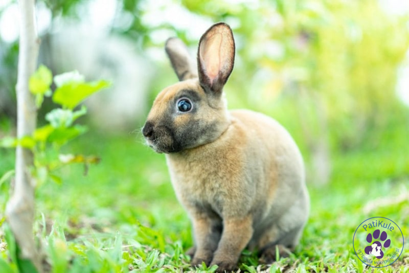 Mini Rex Tavşanı - Mini Rex Rabbit